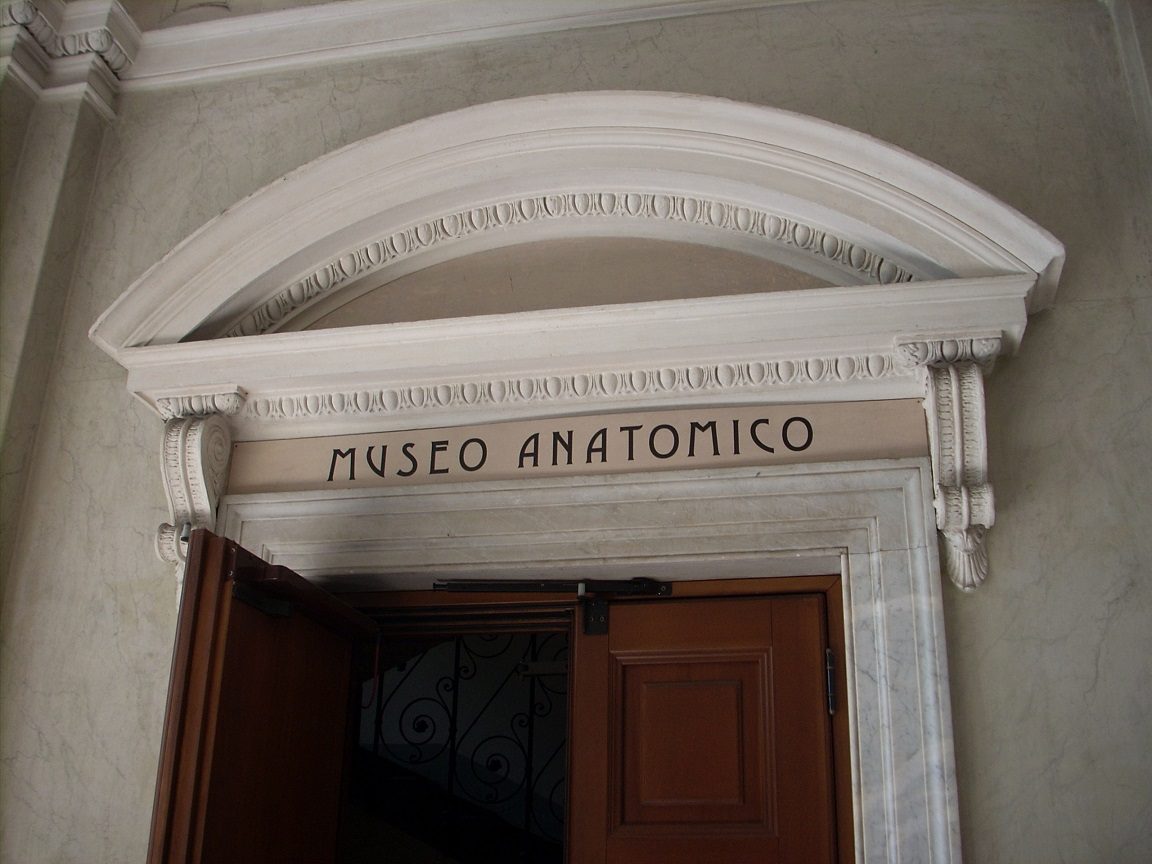 Human Anatomy Museum Luigi Rolando, Turin, Itlay (4).JPG